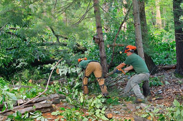 Mulching Services